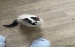 Mixed Breed cats for sale: 4 beautiful male kitten  - Image 7