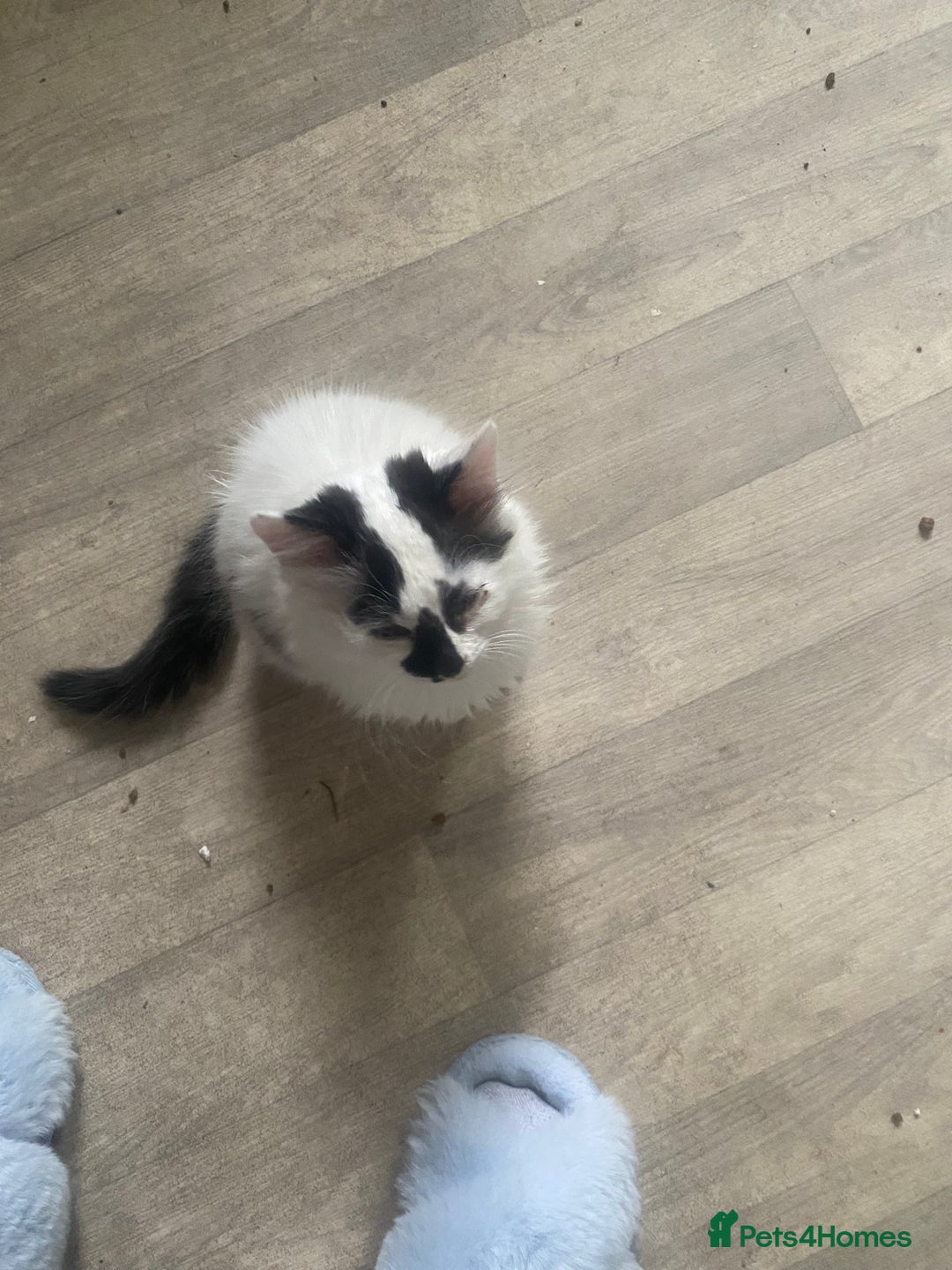 Mixed Breed cats for sale: 4 beautiful male kitten  - Image 7