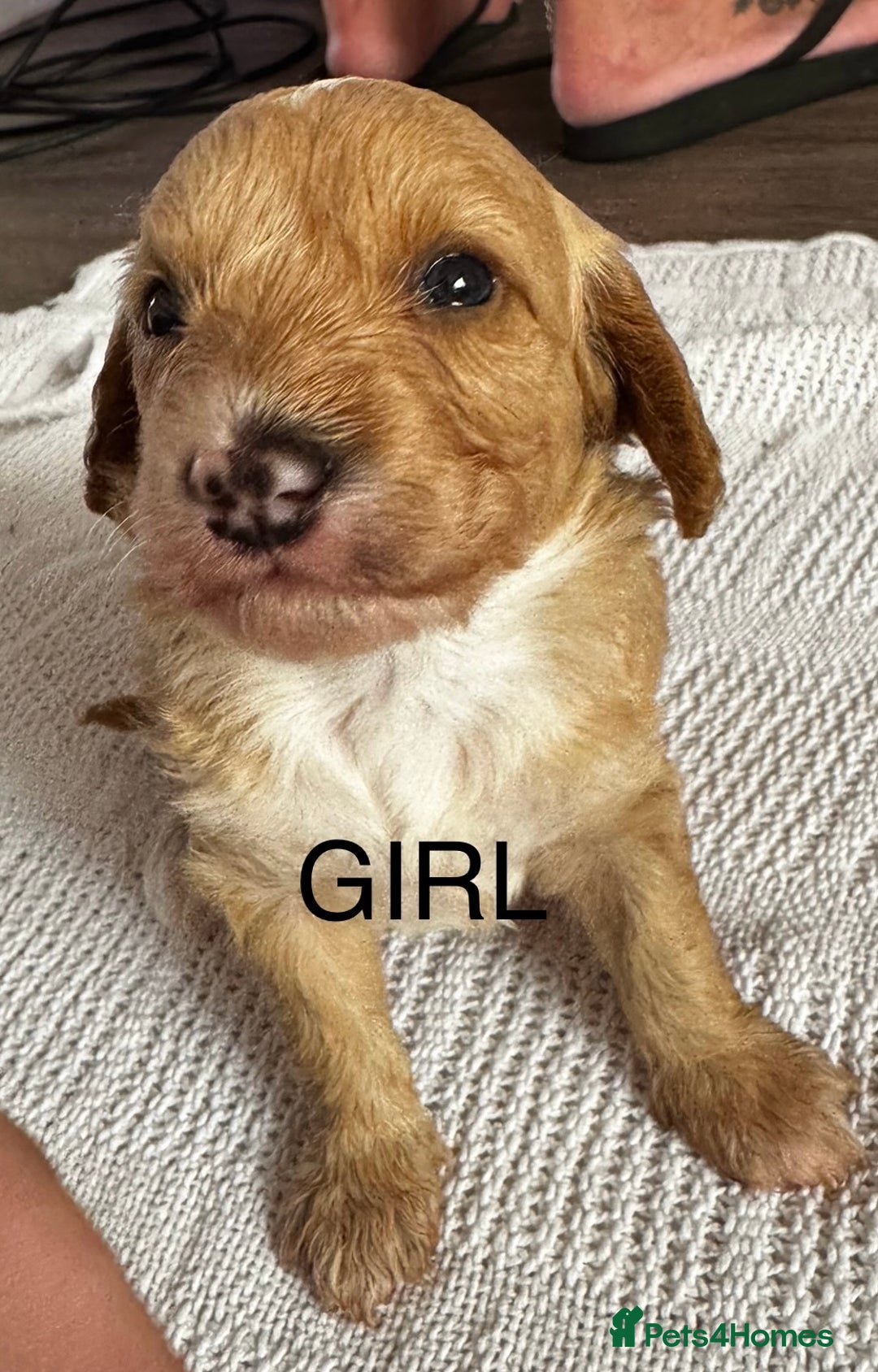 Cockapoo dogs for sale: Cockapoo puppies  - Image 6