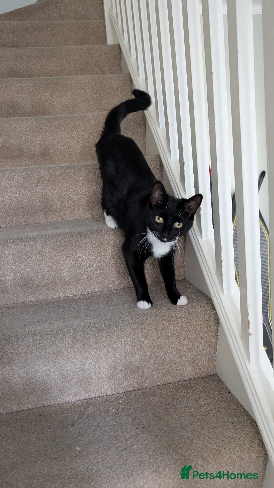 Mixed Breed cats Mila needs a new home - Advert 6