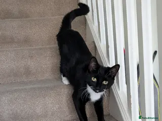 Mixed Breed cats Mila needs a new home - Advert 12