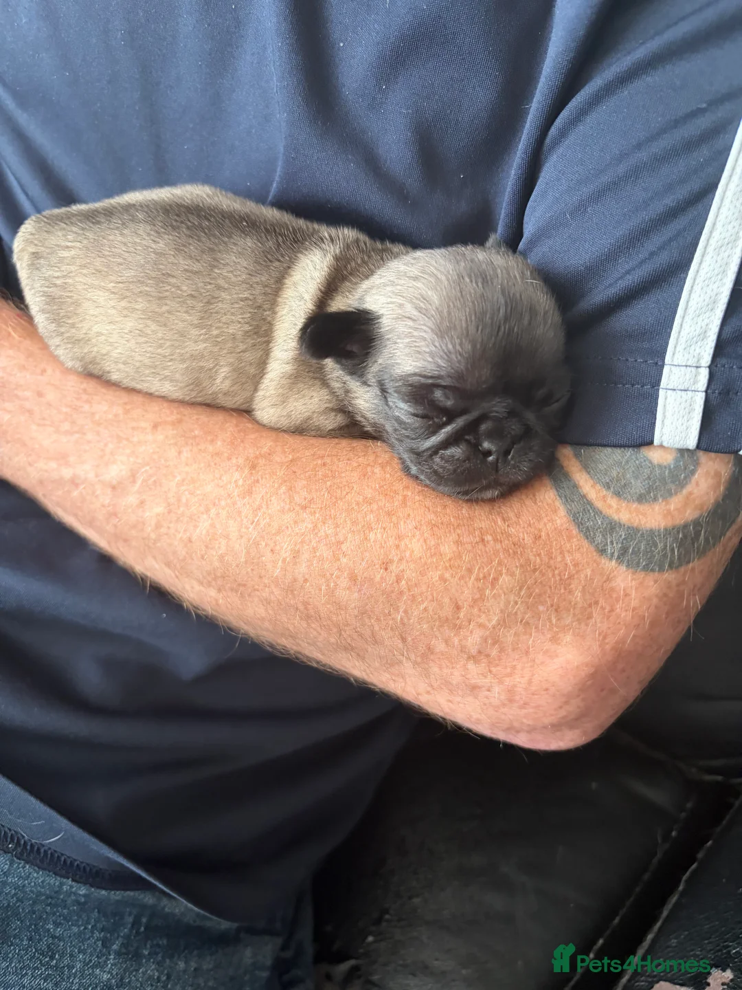 Pug dogs for sale: Little runt  - Advert 2