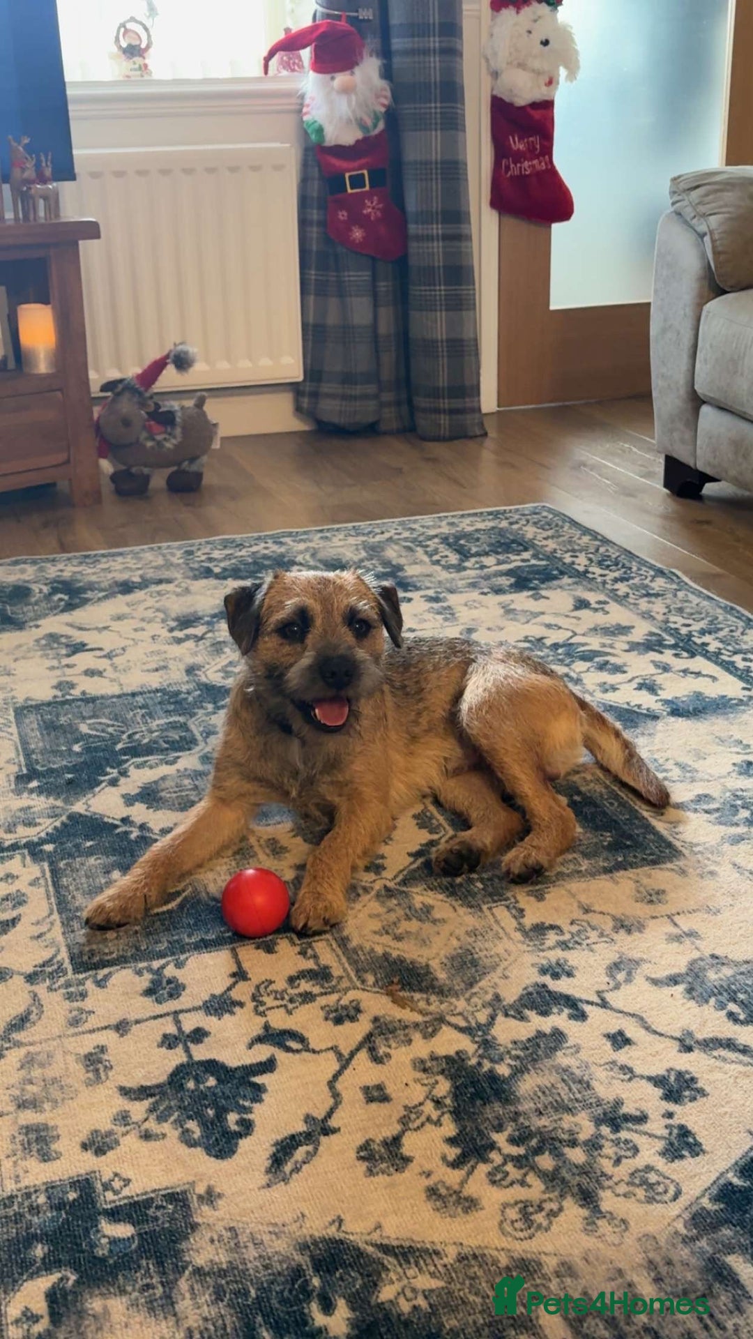 Border Terrier dogs for stud: Gorgeous George for stud - Advert 4