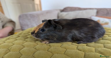Guinea Pig rodents - Advert 1