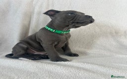 Staffordshire Bull Terrier dogs for sale: 🐾READY TO LEAVE NOW 🐾TOP BLOODLINES BLUE STAFFS - Image 3
