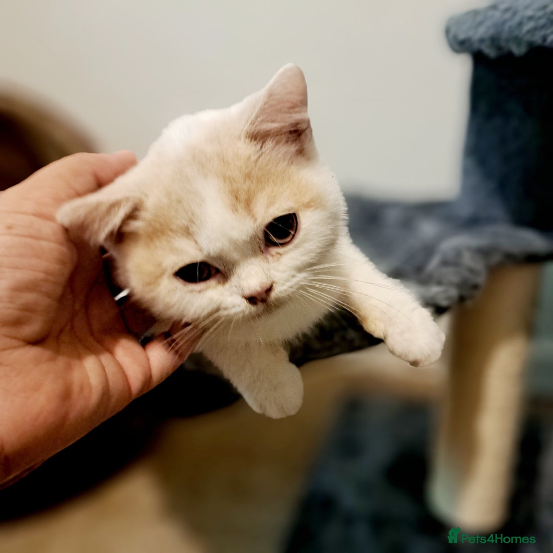 British Shorthair cats for sale: British Shorthair Cream and White Harlequin Male - Image 8