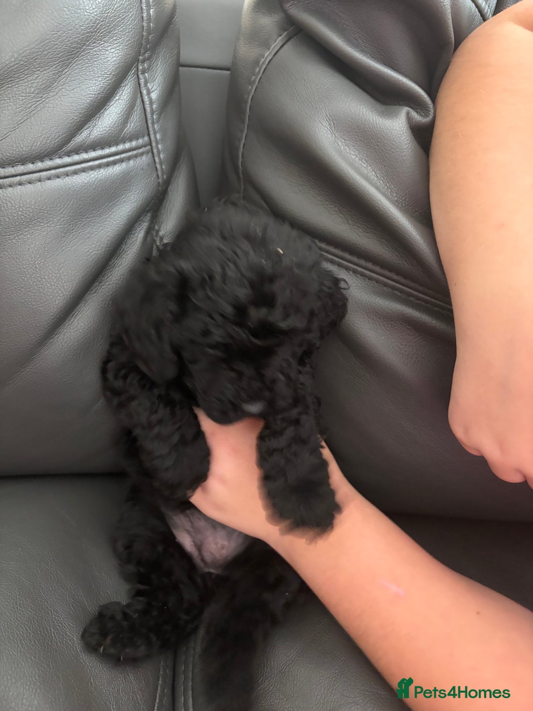 Cockapoo dogs for sale: For sale to beautiful pups  - Image 4