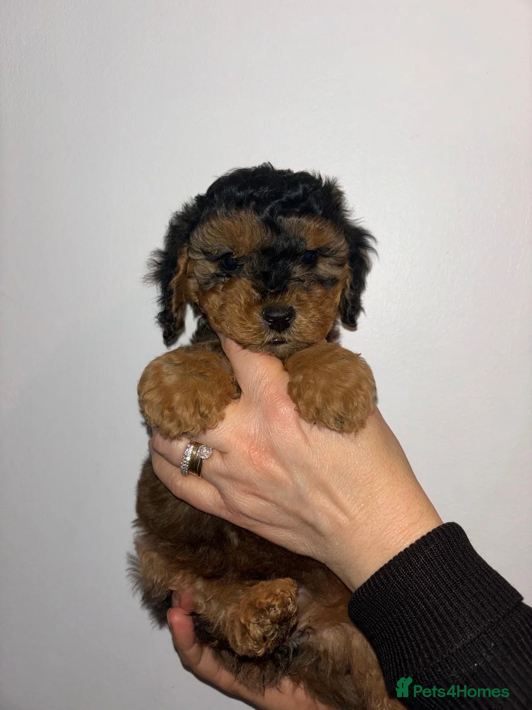 Toy Poodle dogs for stud: toy poodle short notice DNA  tested clear PRA £125 in Nottingham - Advert 28