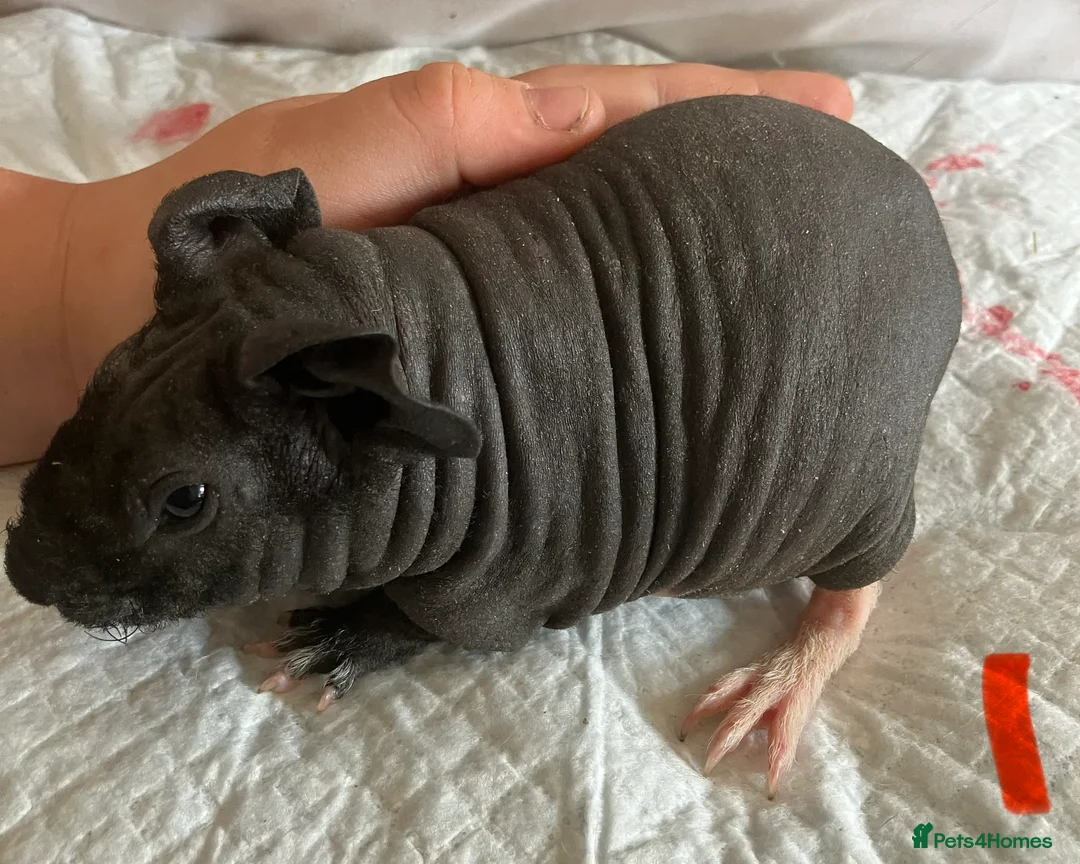 Guinea Pig rodents for sale: Well handled skinny pigs and one teddy boy.  - Advert 1