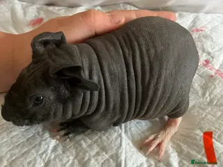Guinea Pig rodents Well handled skinny pigs and one teddy boy. - Advert 1