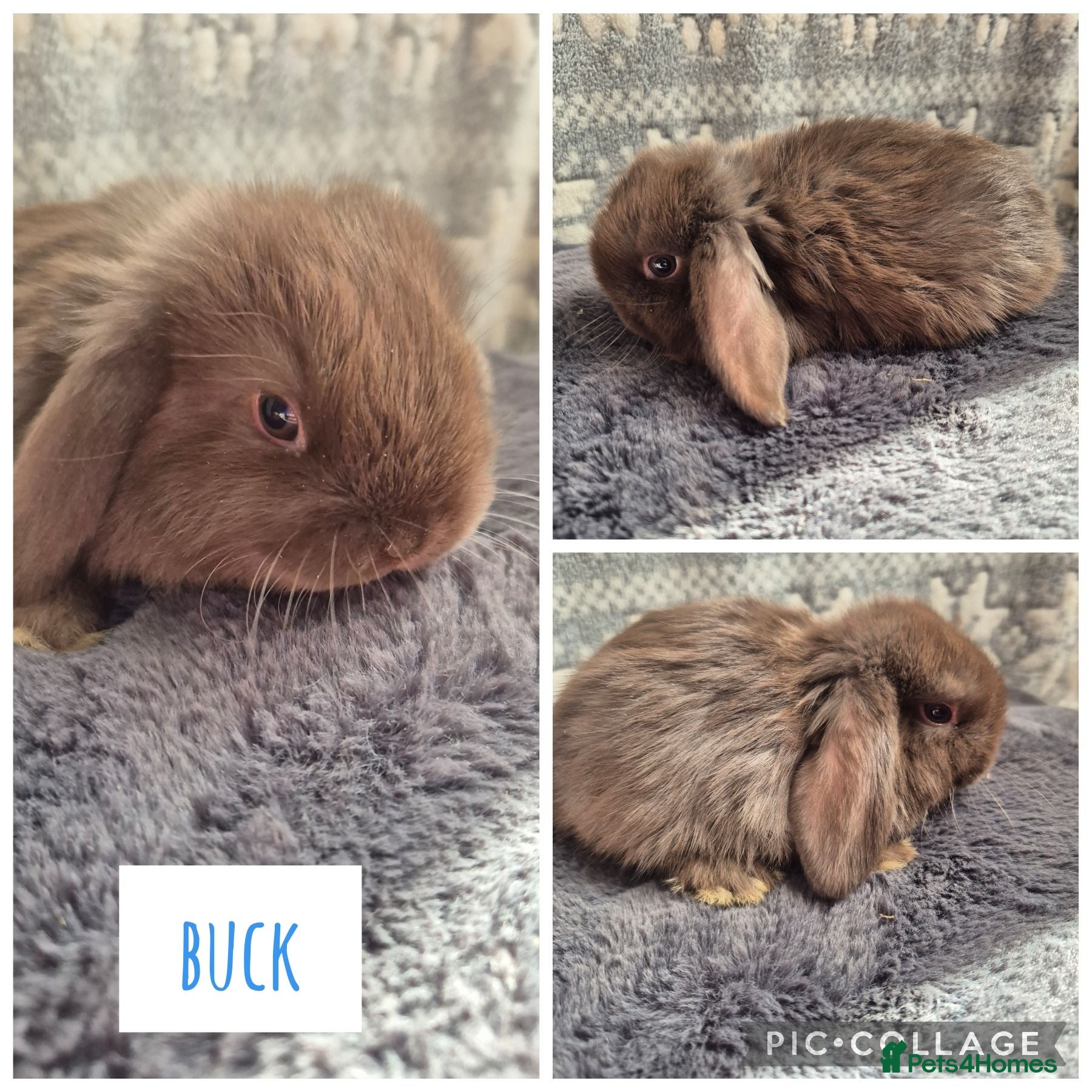 Mini Lop rabbits ❤️ READY TO RESERVE ❤️  - Advert 2