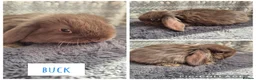 Mini Lop rabbits for sale: ❤️ READY TO RESERVE ❤️  - Advert 2