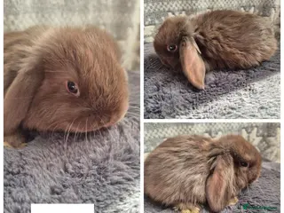 Mini Lop rabbits ❤️ READY TO RESERVE ❤️ - Advert 2