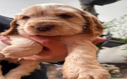 Cocker Spaniel dogs for sale: Show cocker spaniels  - Image 8