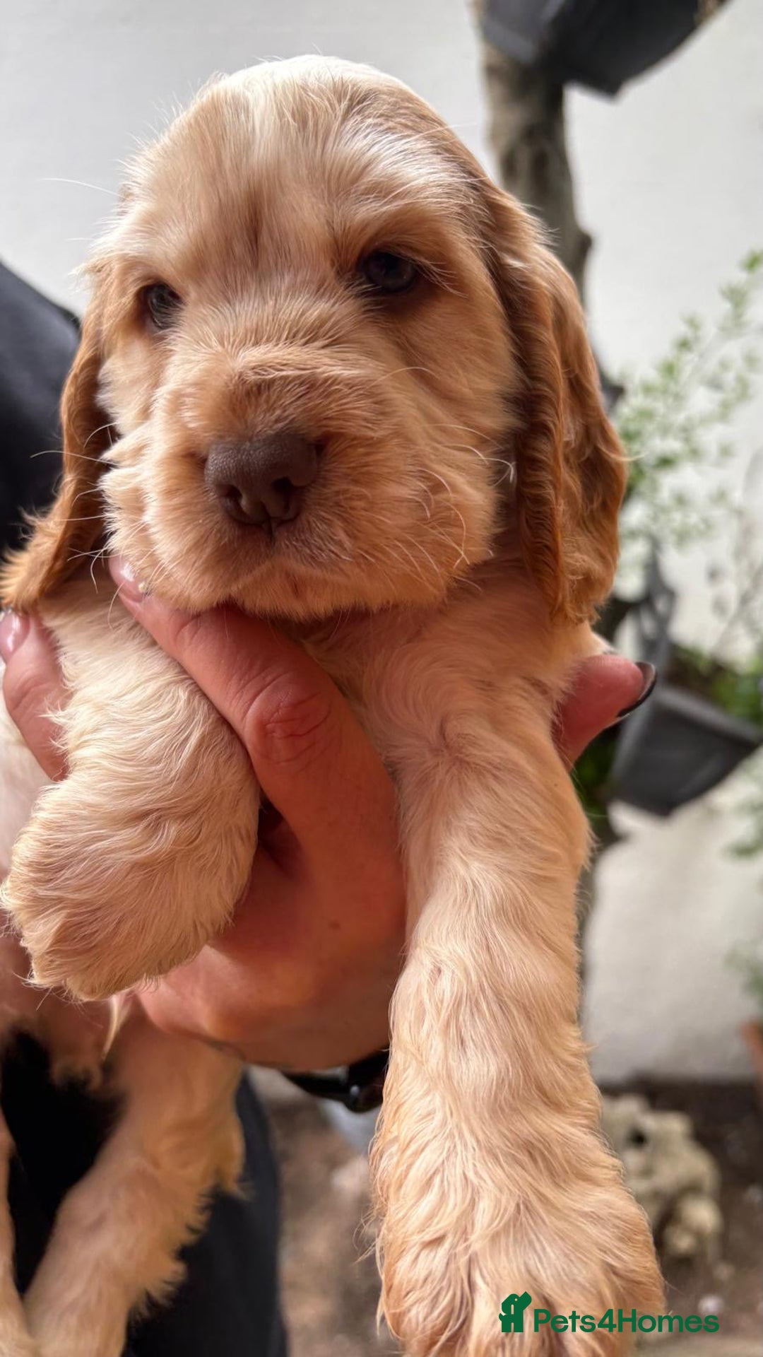 Cocker Spaniel dogs for sale: Show cocker spaniels  - Image 8