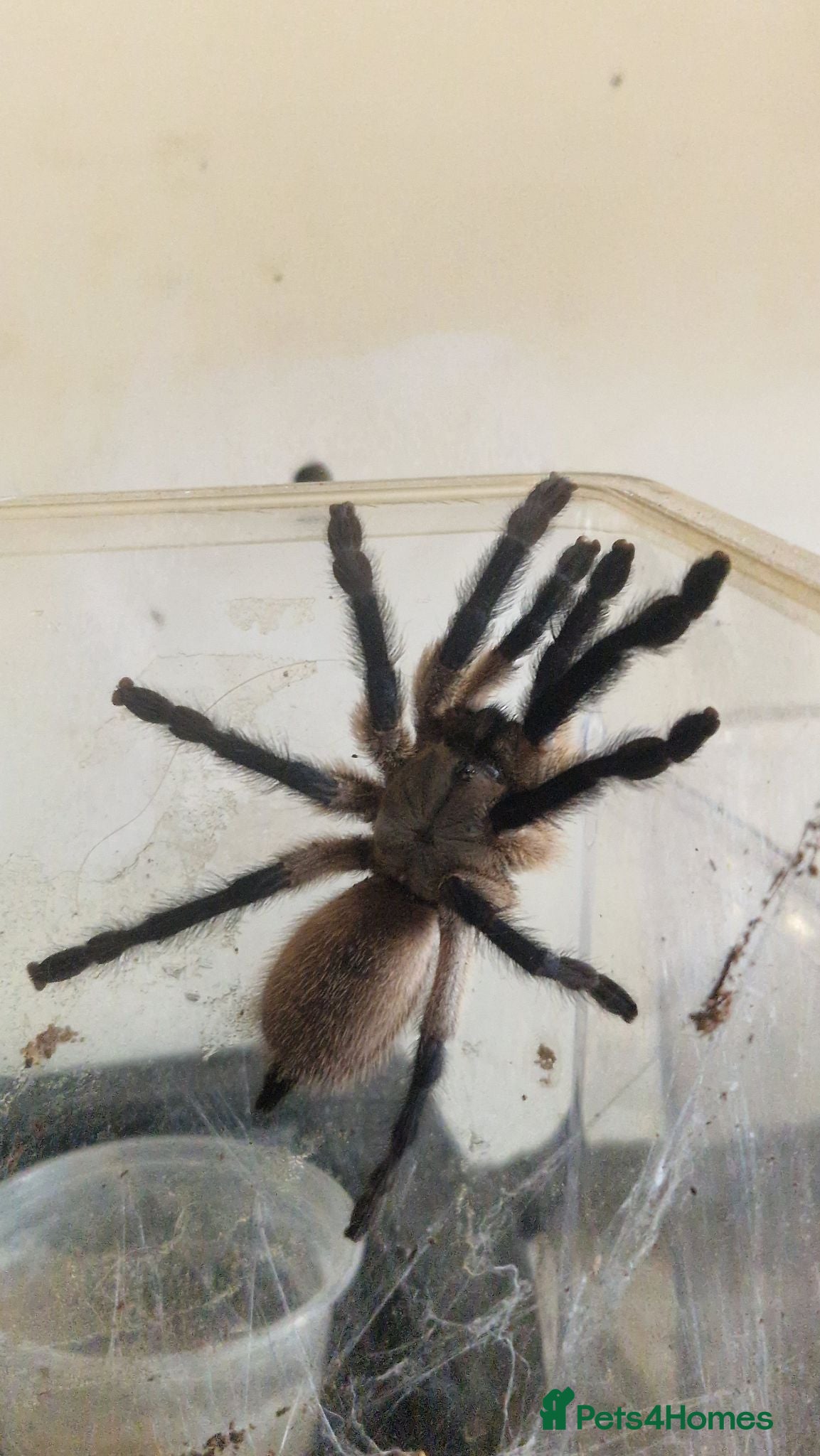 Tarantulas invertebrates Blue island Baboon Tarantula - Advert 2