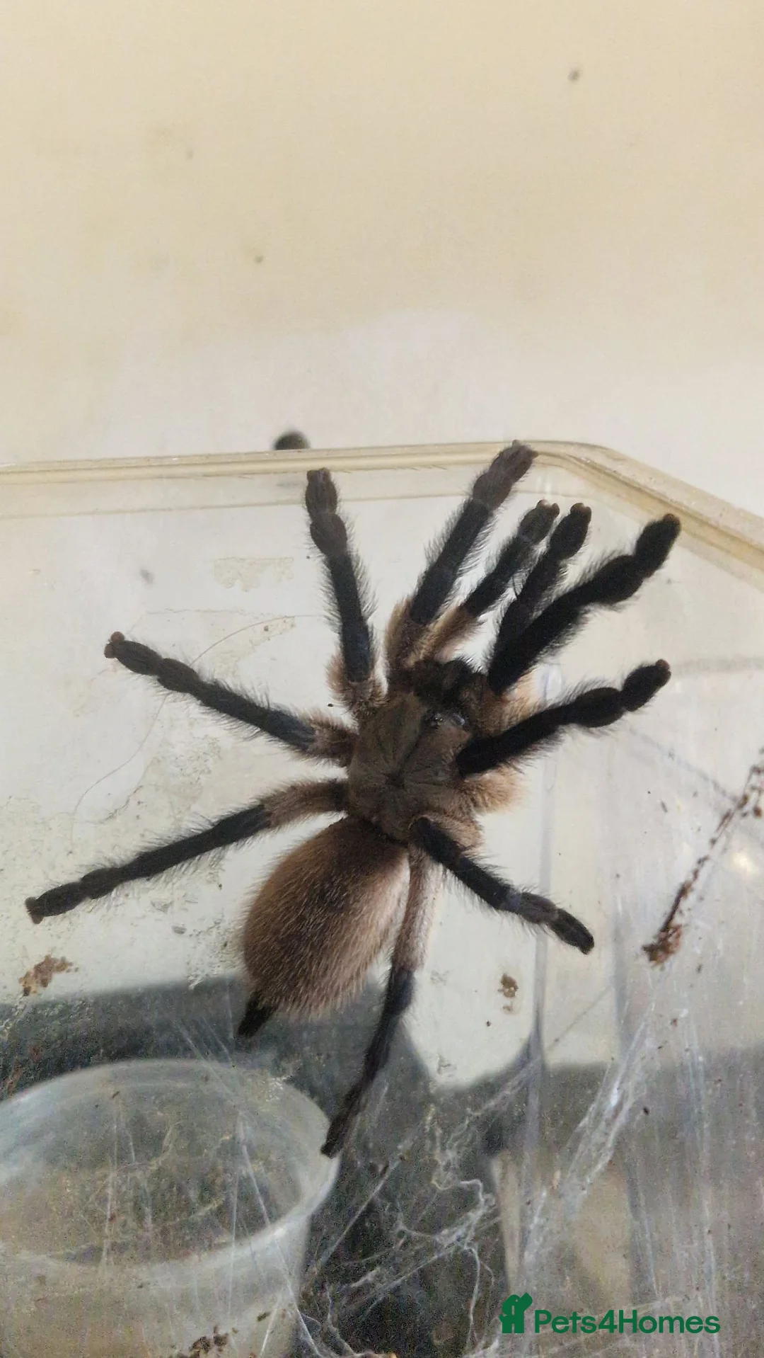 Tarantulas invertebrates for sale: Blue island Baboon Tarantula in Basingstoke - Advert 1