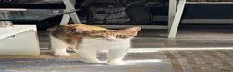 Mixed Breed cats for sale: 3 beautiful kittens ready to leave next week - Advert 2