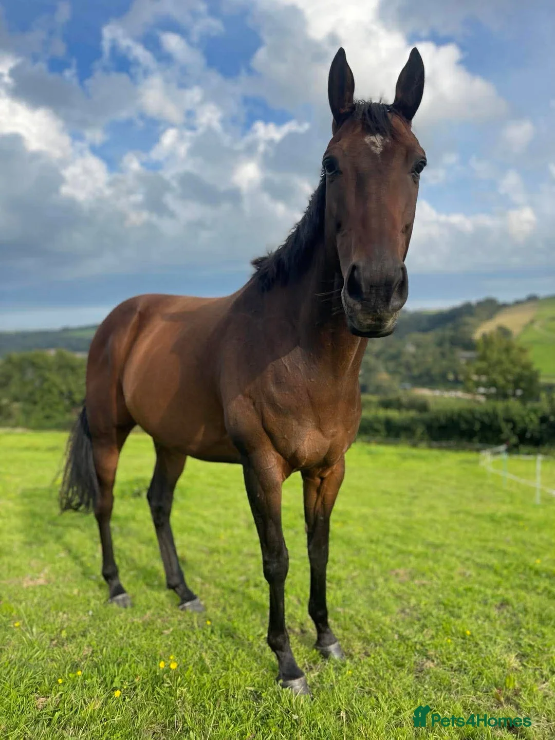 English Thoroughbred horses for sale: Beautiful horse in Okehampton - Advert 1
