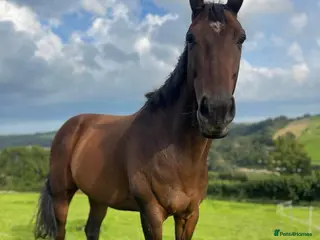 English Thoroughbred horses Beautiful horse - Advert 3