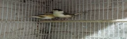 Canaries birds for sale: Canary's, green finch, silver, jarva sparrows  - Advert 7