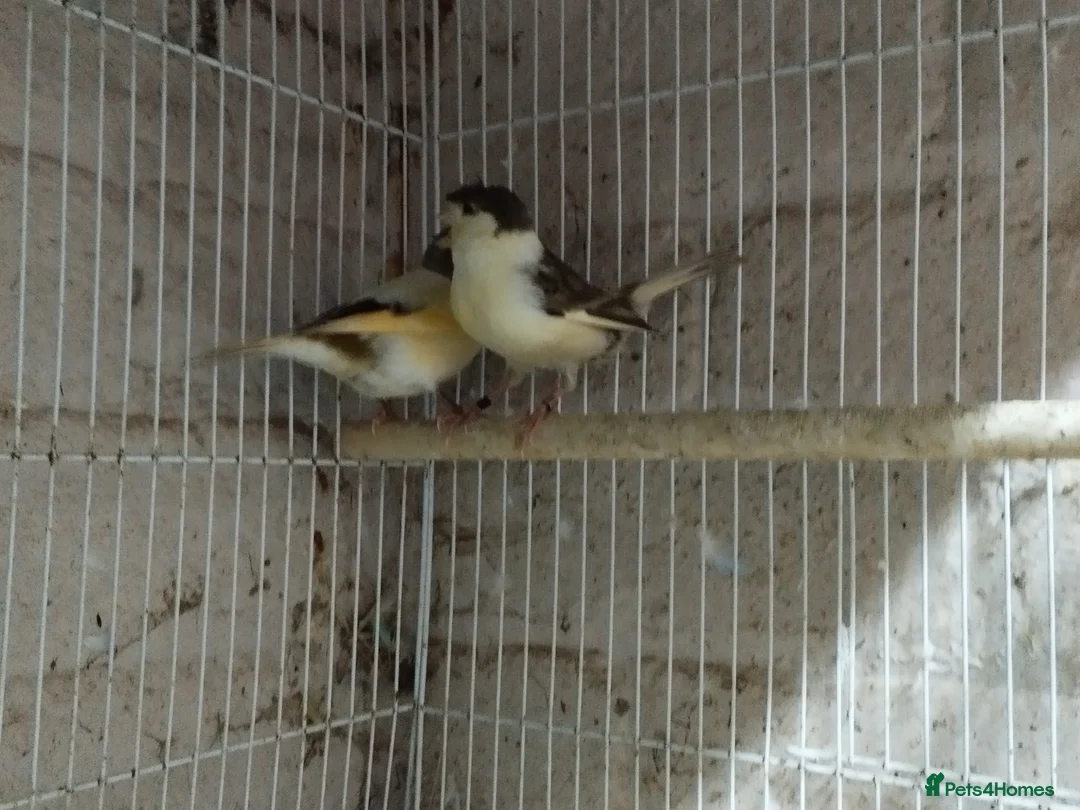 Canaries birds for sale: Canary's, green finch, silver, jarva sparrows  - Advert 7