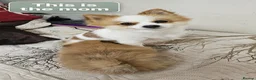 Pomeranian dogs for sale: Beautiful male Pomeranian puppy home bred, - Advert 6