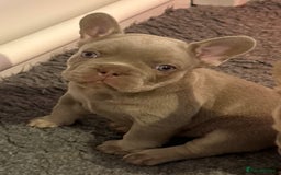 French Bulldog dogs for sale: French Bulldog Puppies - Image 8