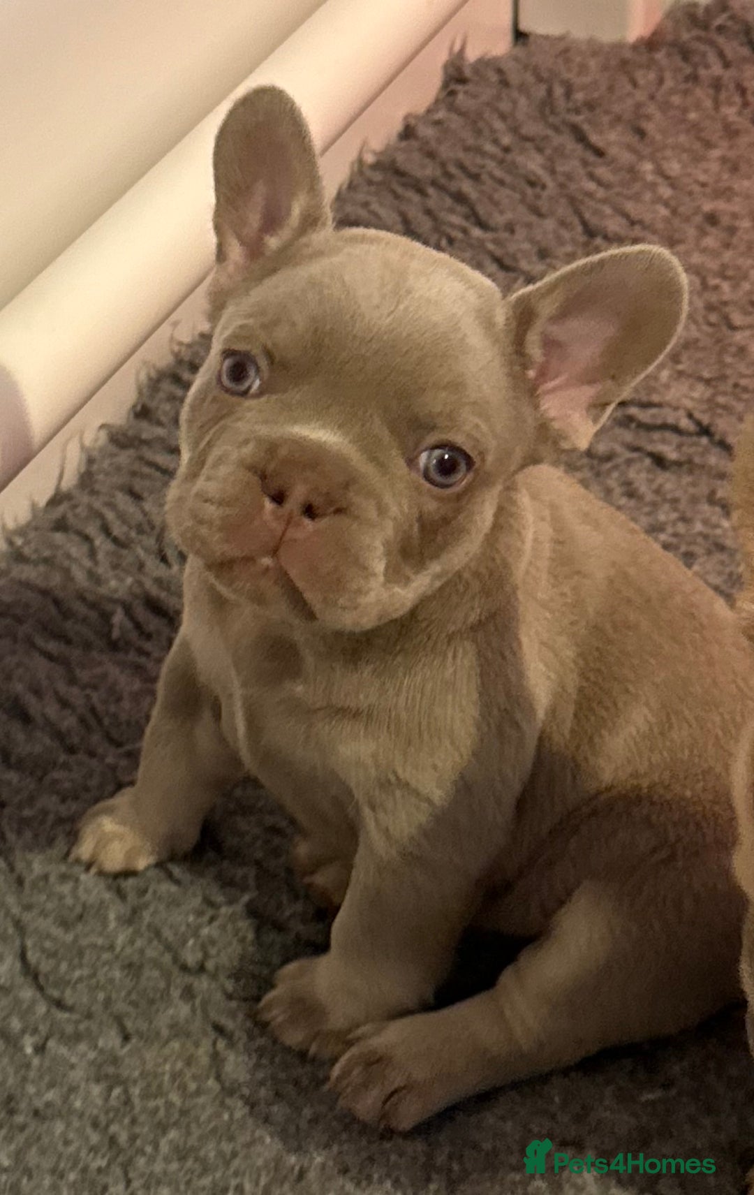 French Bulldog dogs for sale: French Bulldog Puppies - Image 8
