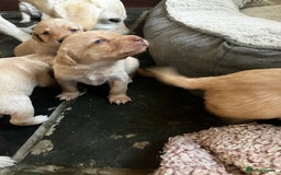 Labrador Retriever dogs for sale: Quality kc Labrador puppies 4 Males Ready Now - Image 14