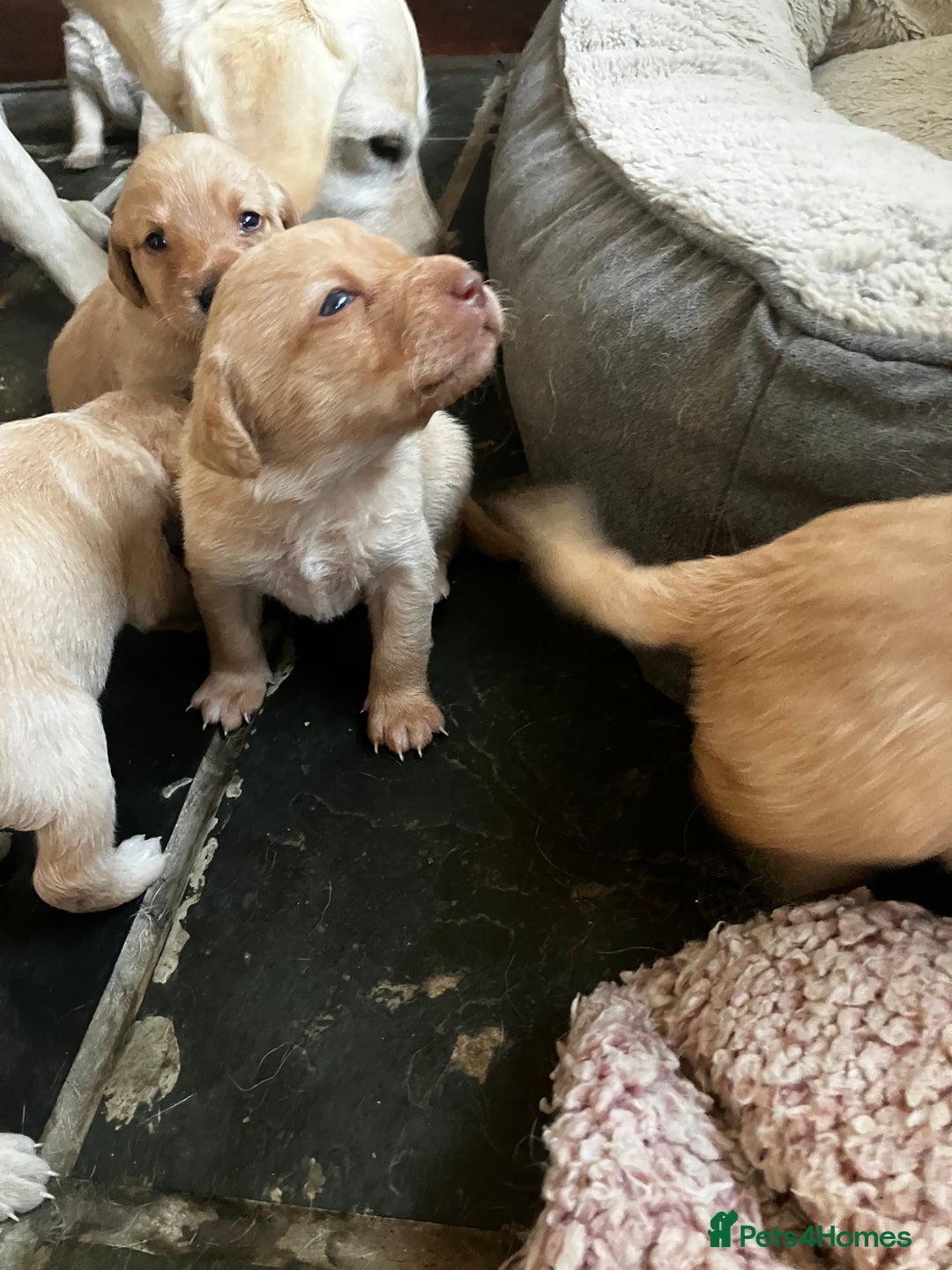 Labrador Retriever dogs for sale: Quality kc Labrador puppies 4 Males Ready Now - Image 14