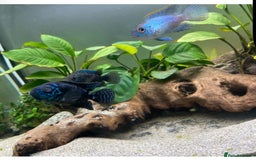 Cichlids fish for sale: South American Cichlids  - Image 3