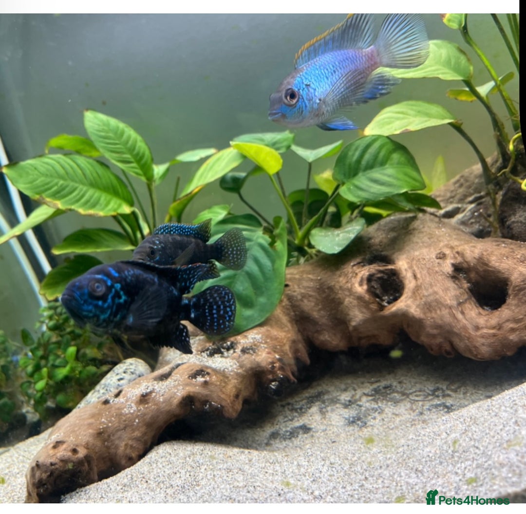 Cichlids fish for sale: South American Cichlids  - Image 3