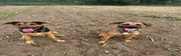 Mixed Breed dogs for sale: Forever home wanted  - Advert 2