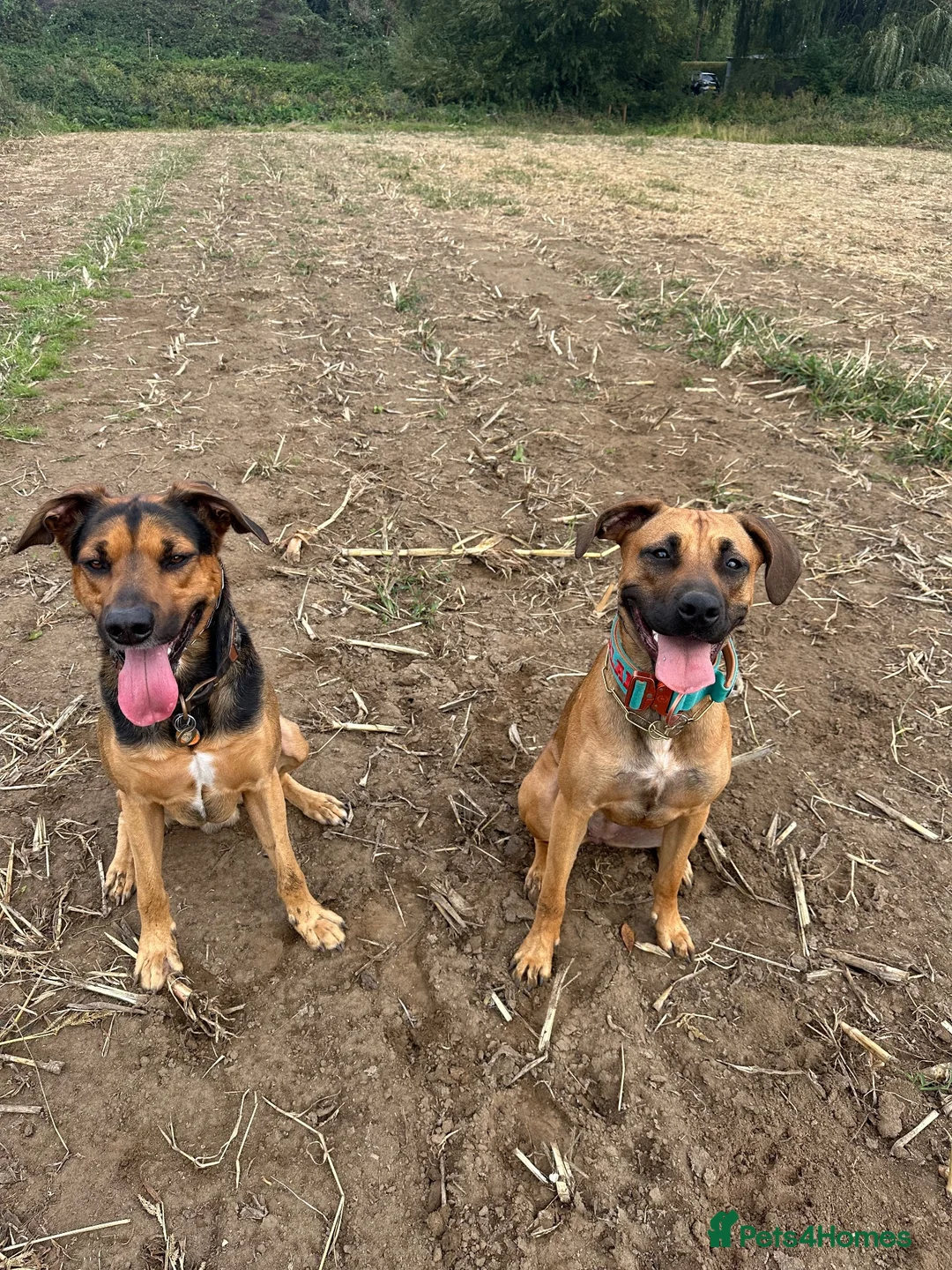 Mixed Breed dogs for sale: Forever home wanted  - Advert 2
