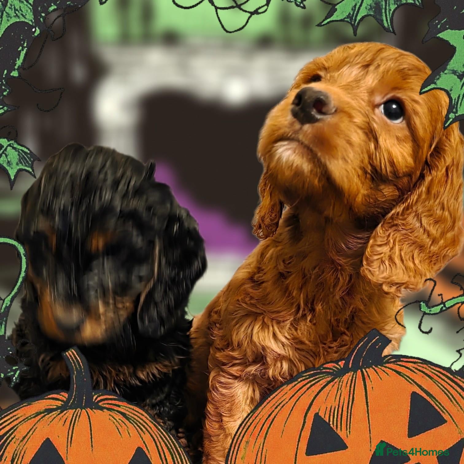 Cockapoo dogs Stunning cockapoo puppies  - Advert 14