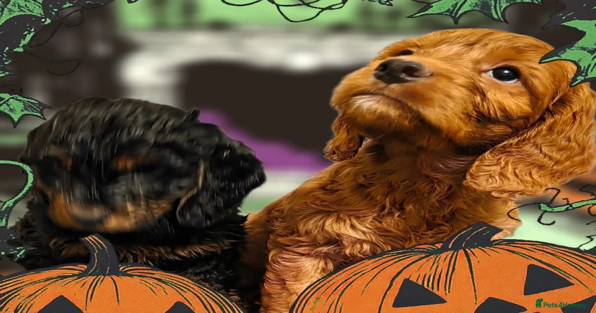 Cockapoo Puppies for sale in Tewkesbury, Gloucestershire | Pets4Homes