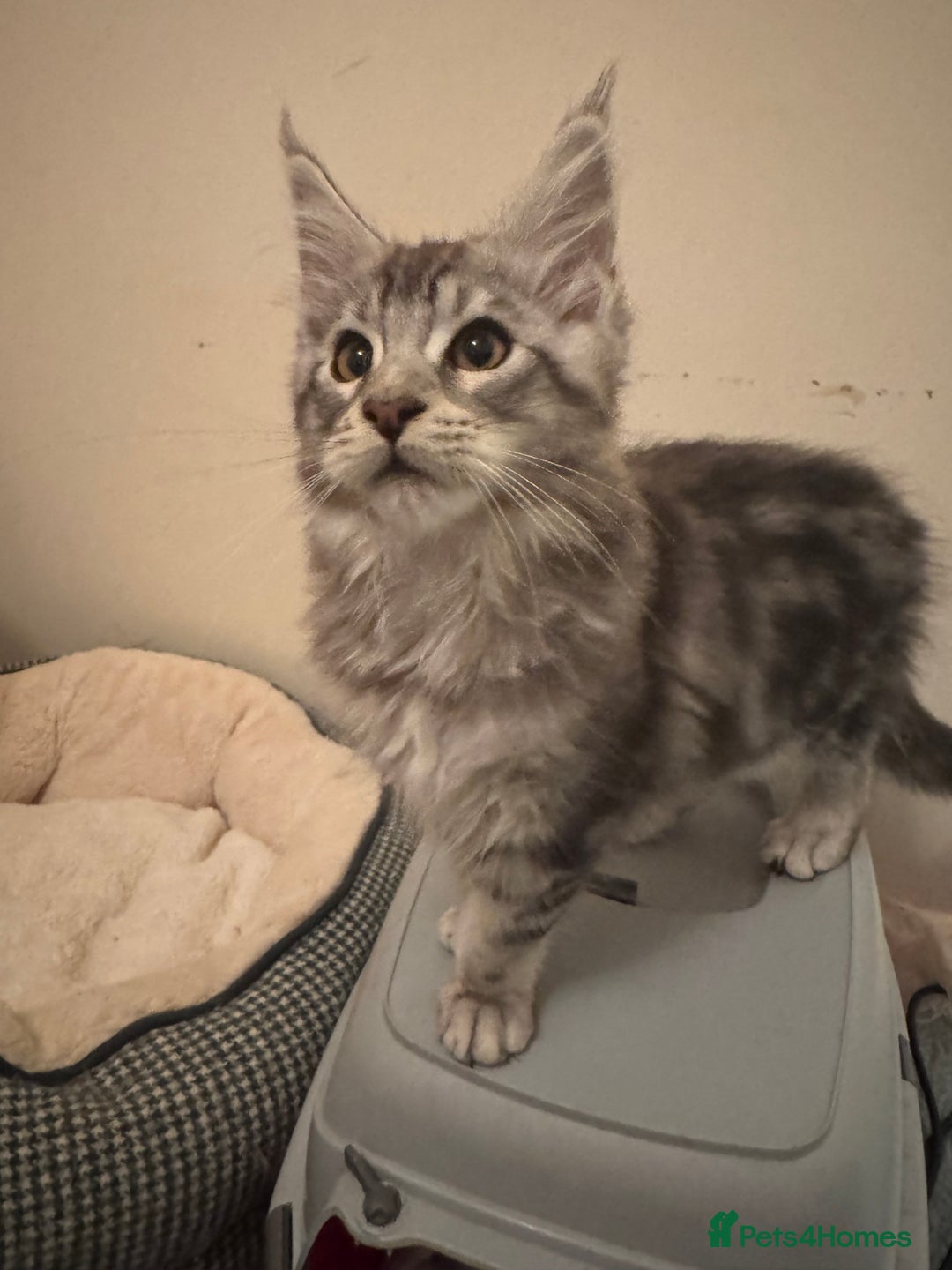 Maine Coon cats for sale: Stunning silver/black tabby MC boys available  - Advert 19