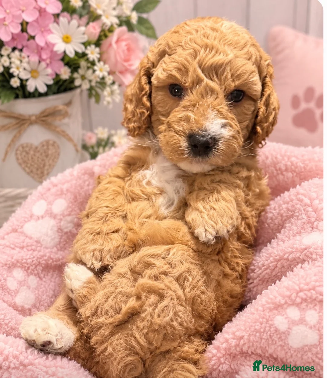 Cockapoo dogs for sale: 1 beautiful little girl 1 beautiful boy 🩷💙 - Advert 1