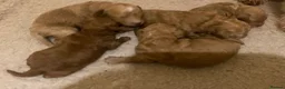 Maltipoo dogs for sale: RARE Tiny F1B Asian maltipoo puppies - Advert 23