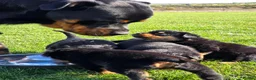 Rottweiler dogs for sale: Stunning Rottweilers - Advert 28