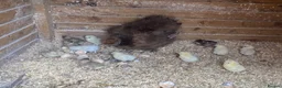 Chickens poultry for sale: Silkie hen and chicks for sale - Advert 3