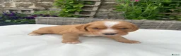Cocker Spaniel dogs for sale: Cocker spaniel puppies £900 - Advert 14