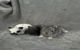Netherland Dwarf rabbits for sale: Baby Netherland Dwarfs ready in 5 1/2 weeks - Image 1