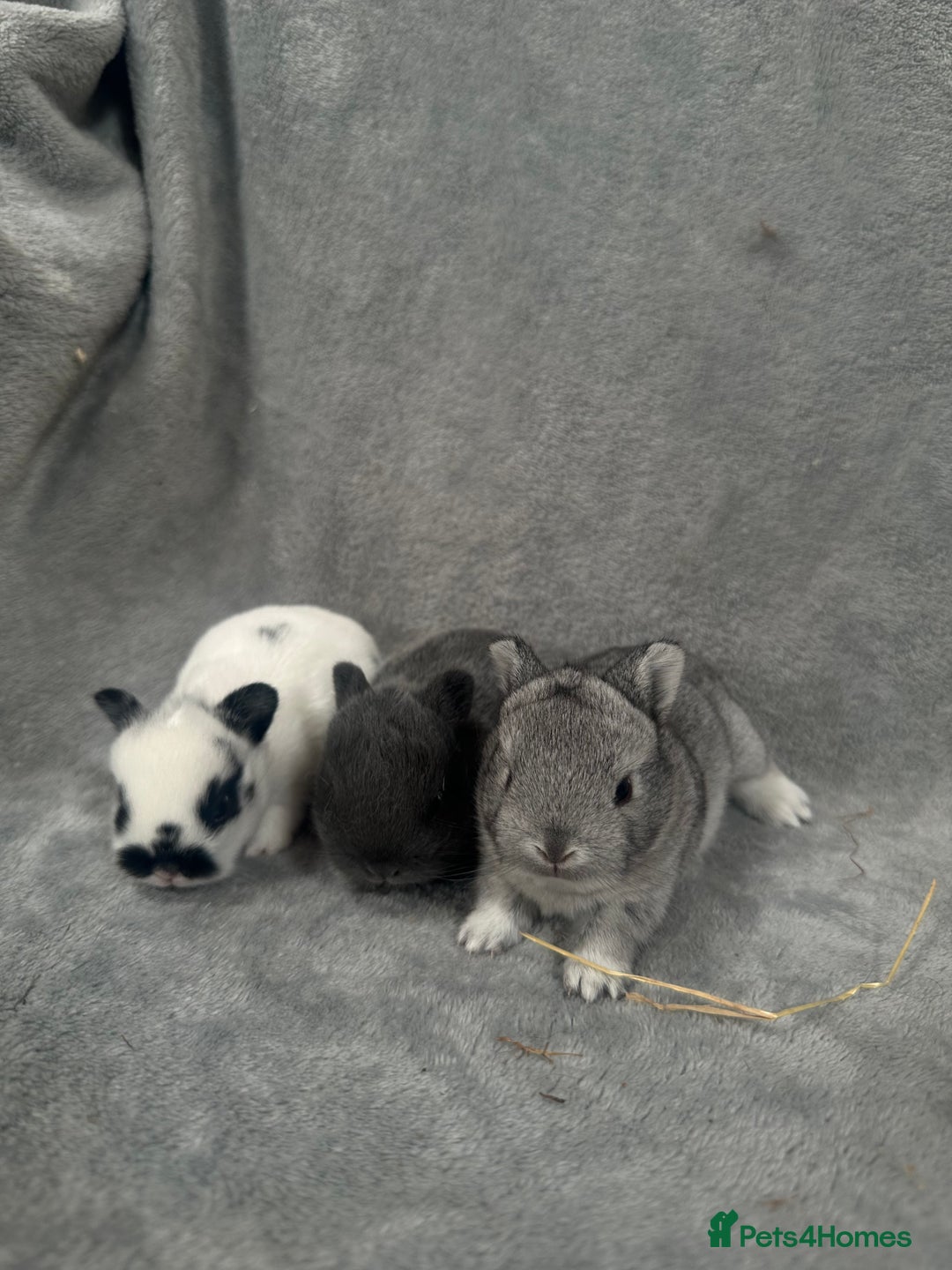 Netherland Dwarf rabbits for sale: Baby Netherland Dwarfs ready in 5 1/2 weeks - Image 1