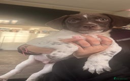 Mixed Breed dogs for sale: READY TO GO – Lab/Spaniel/Collie Mix Puppies - Image 4
