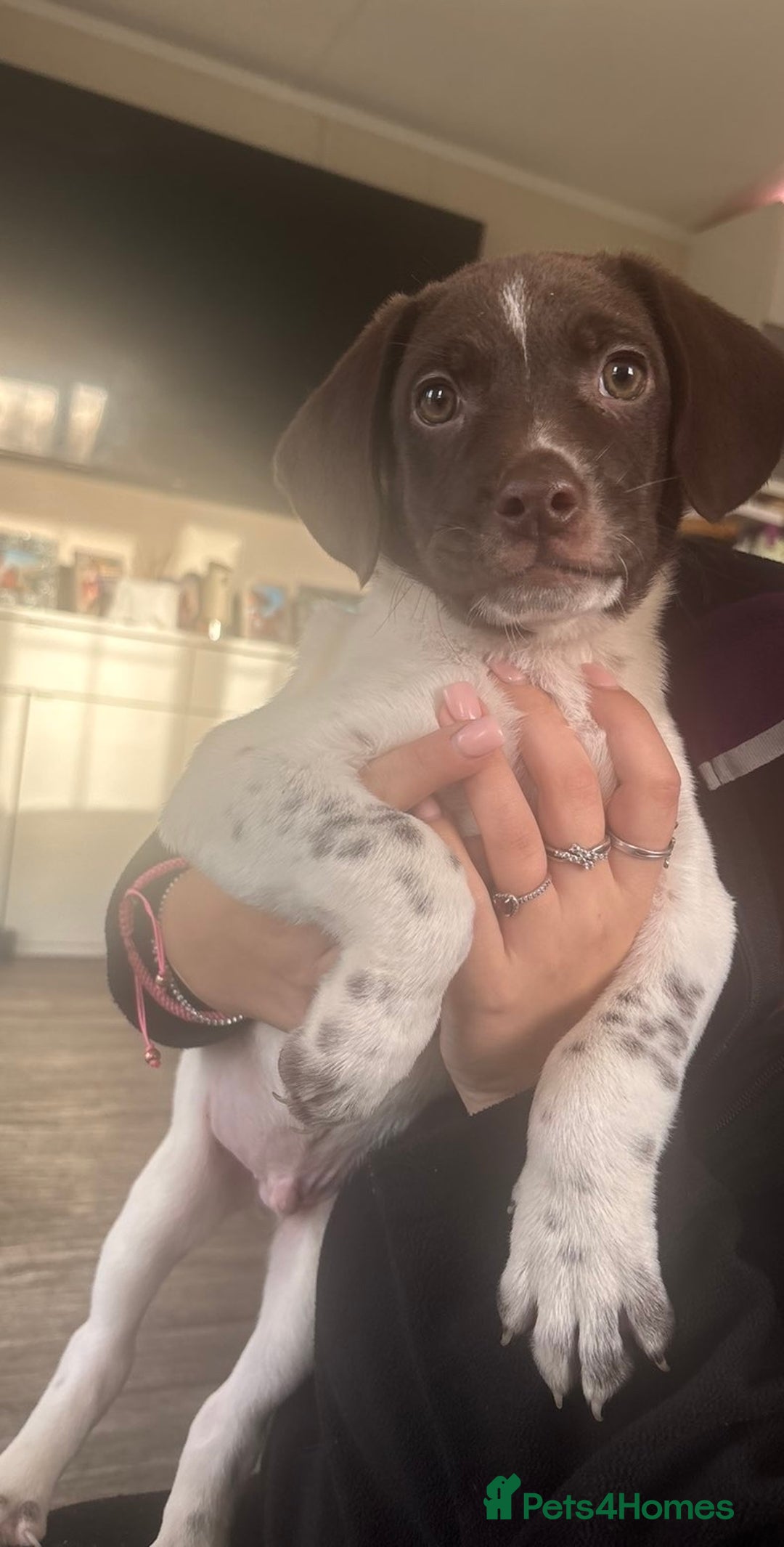 Mixed Breed dogs for sale: READY TO GO – Lab/Spaniel/Collie Mix Puppies - Image 4