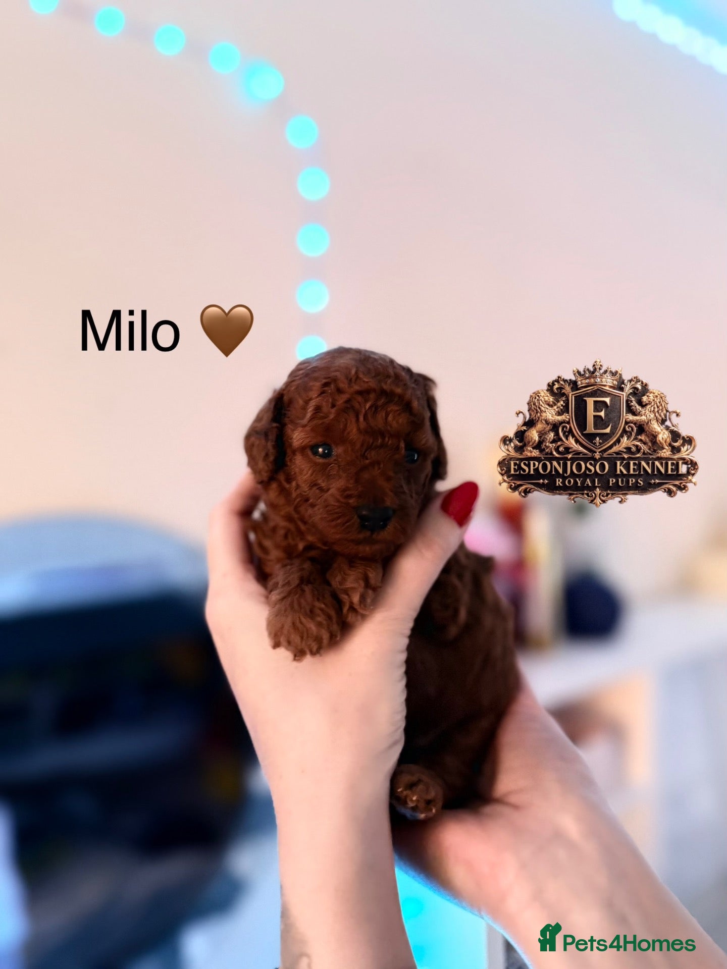 Toy Poodle dogs 5⭐️licensed ESPONJOSO tiny Half Asian Toy Poodle👑 - Advert 5