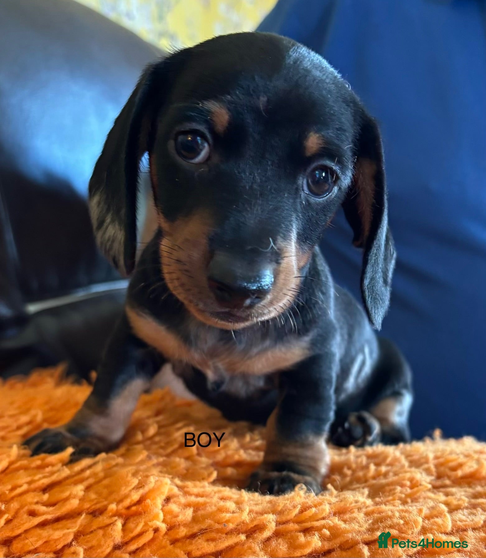 Miniature Dachshund dogs Gorgeous Litter of Miniature Dachshund Puppies - Advert 2