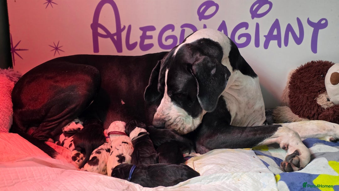 Great Dane dogs for sale: Fabolous Great danes  - Advert 15